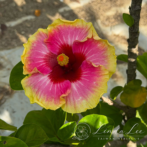 Taiwan Summer Flame - Cutting